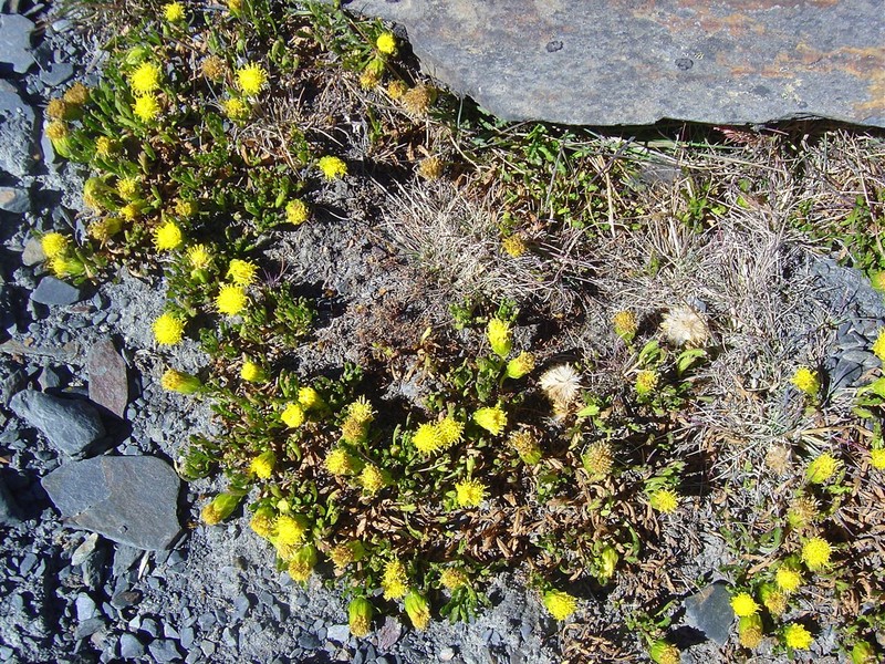 Senecio apolobambensis photo 2