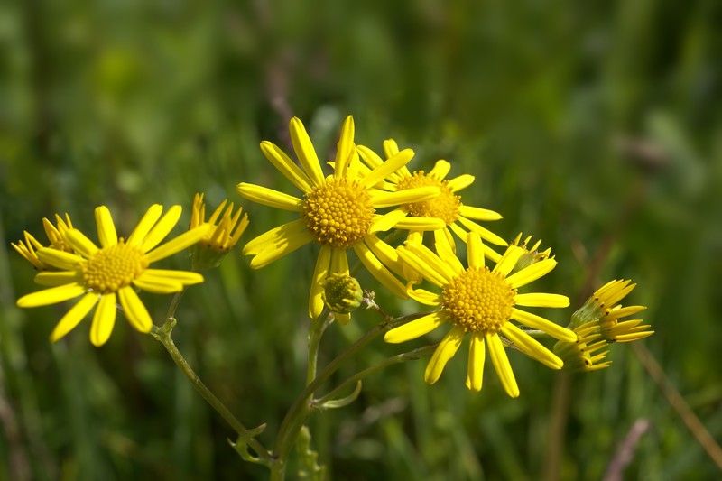 Water Ragwort