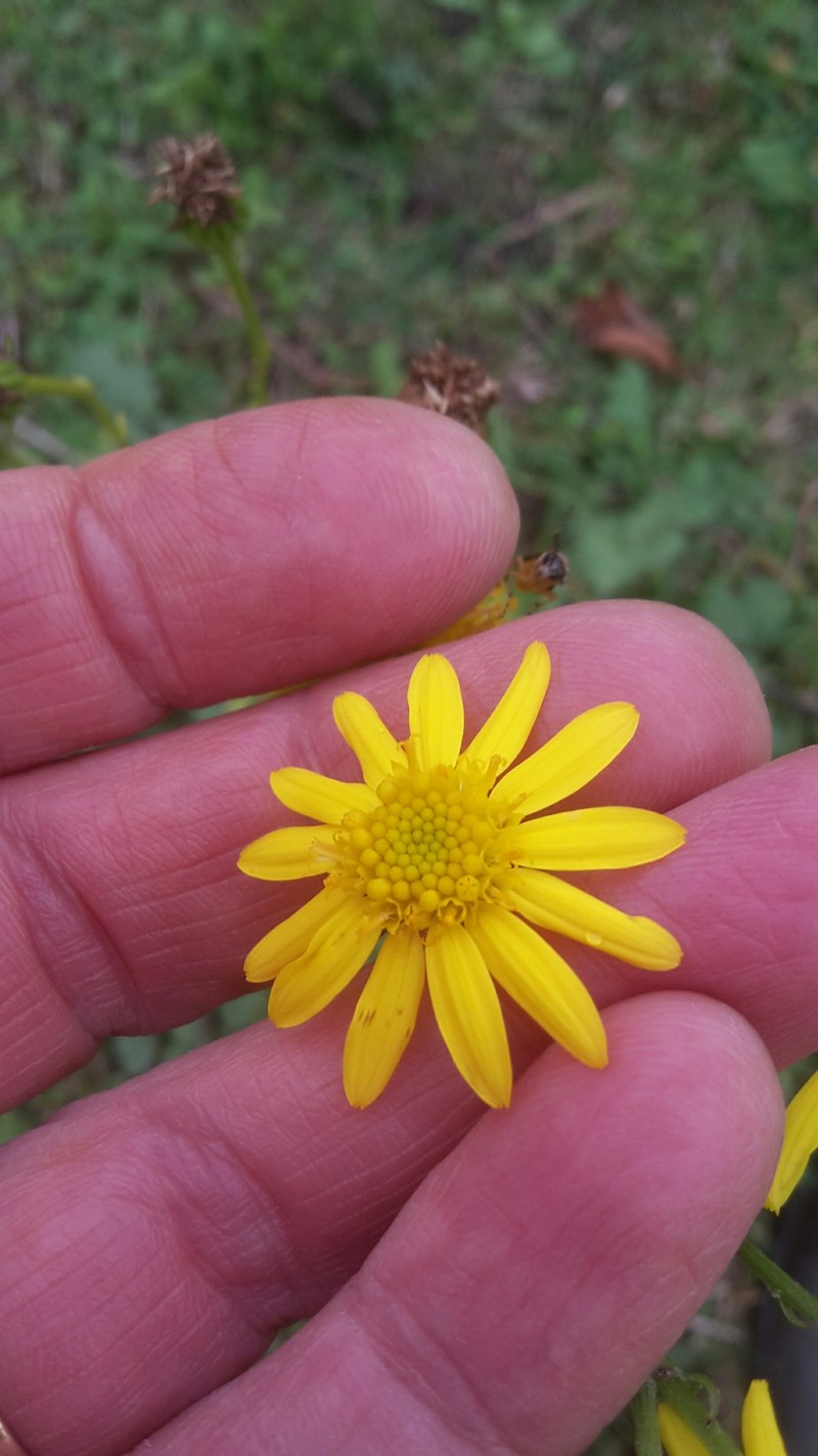 Water Ragwort photo 2