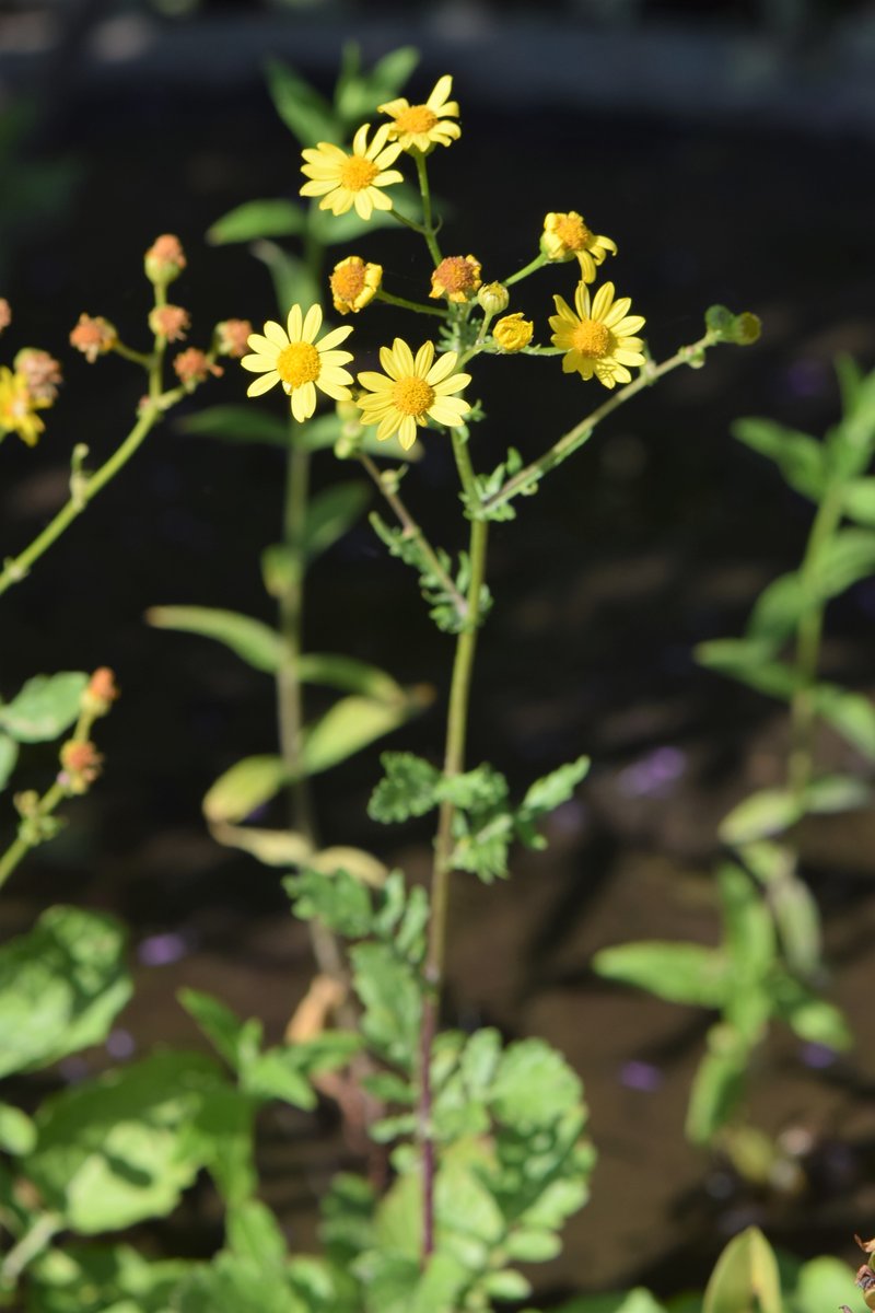 Water Ragwort photo 3