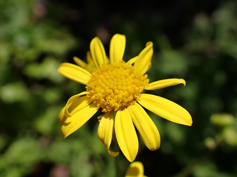 Water Ragwort photo 4