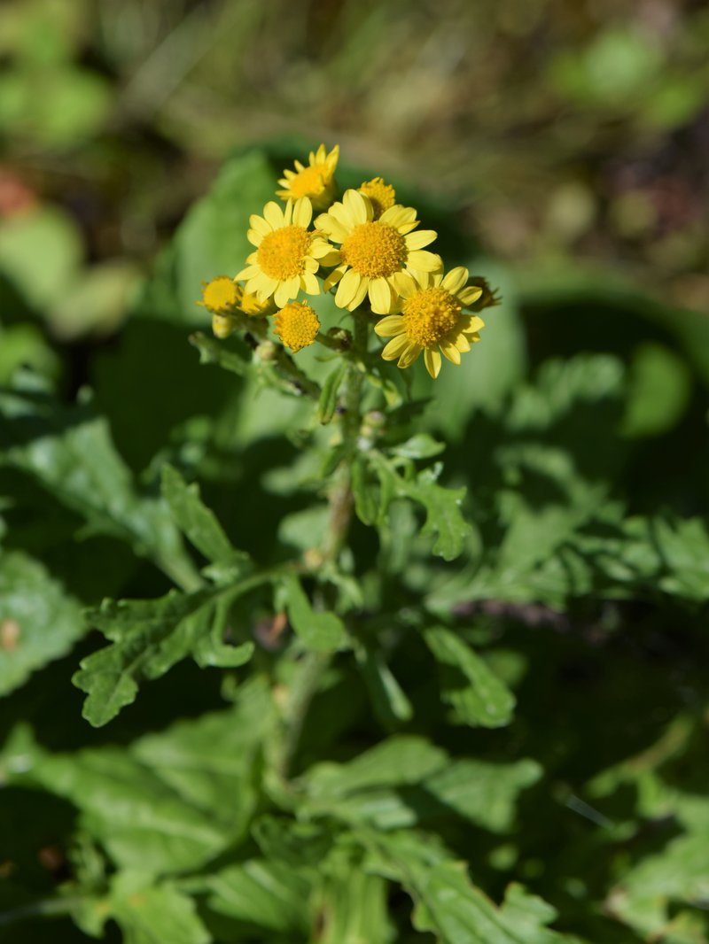 Water Ragwort photo 5