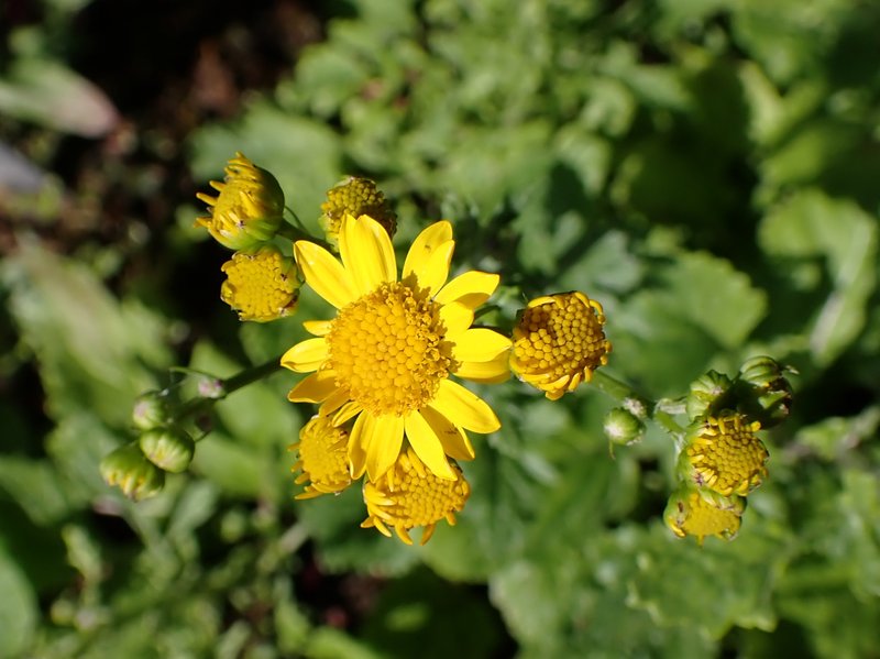 Water Ragwort photo 6