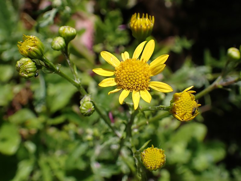 Water Ragwort photo 7