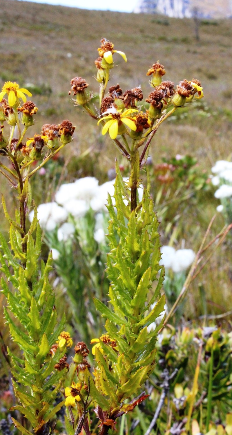 Senecio aquifoliaceus photo 2