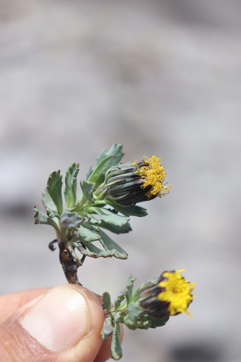 Senecio aquilaris