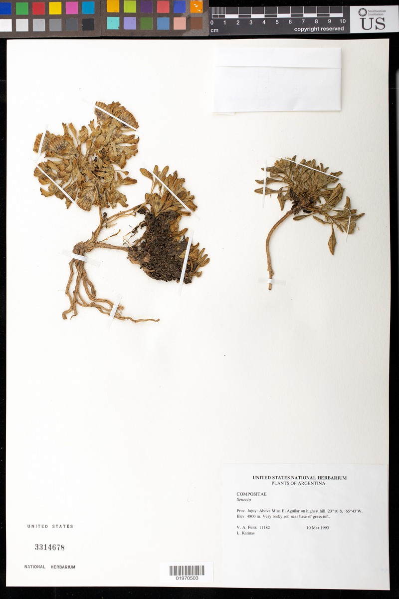 Senecio aquilaris photo 3