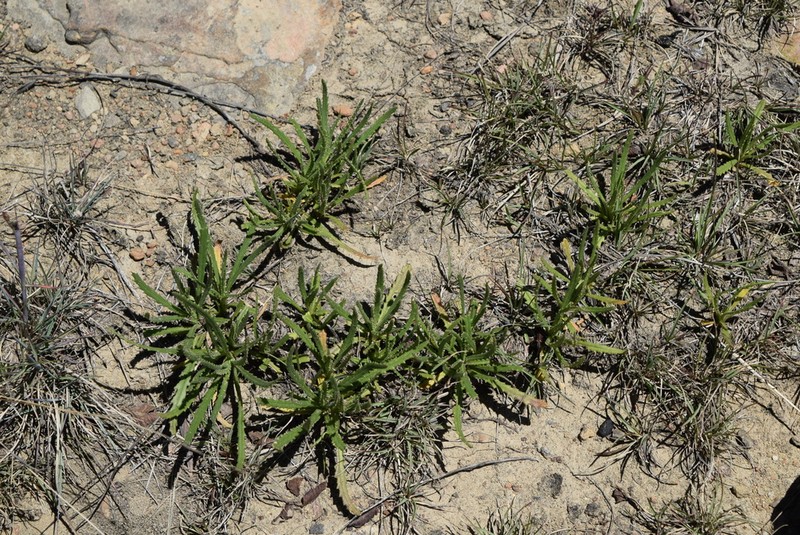 Senecio arabidifolius