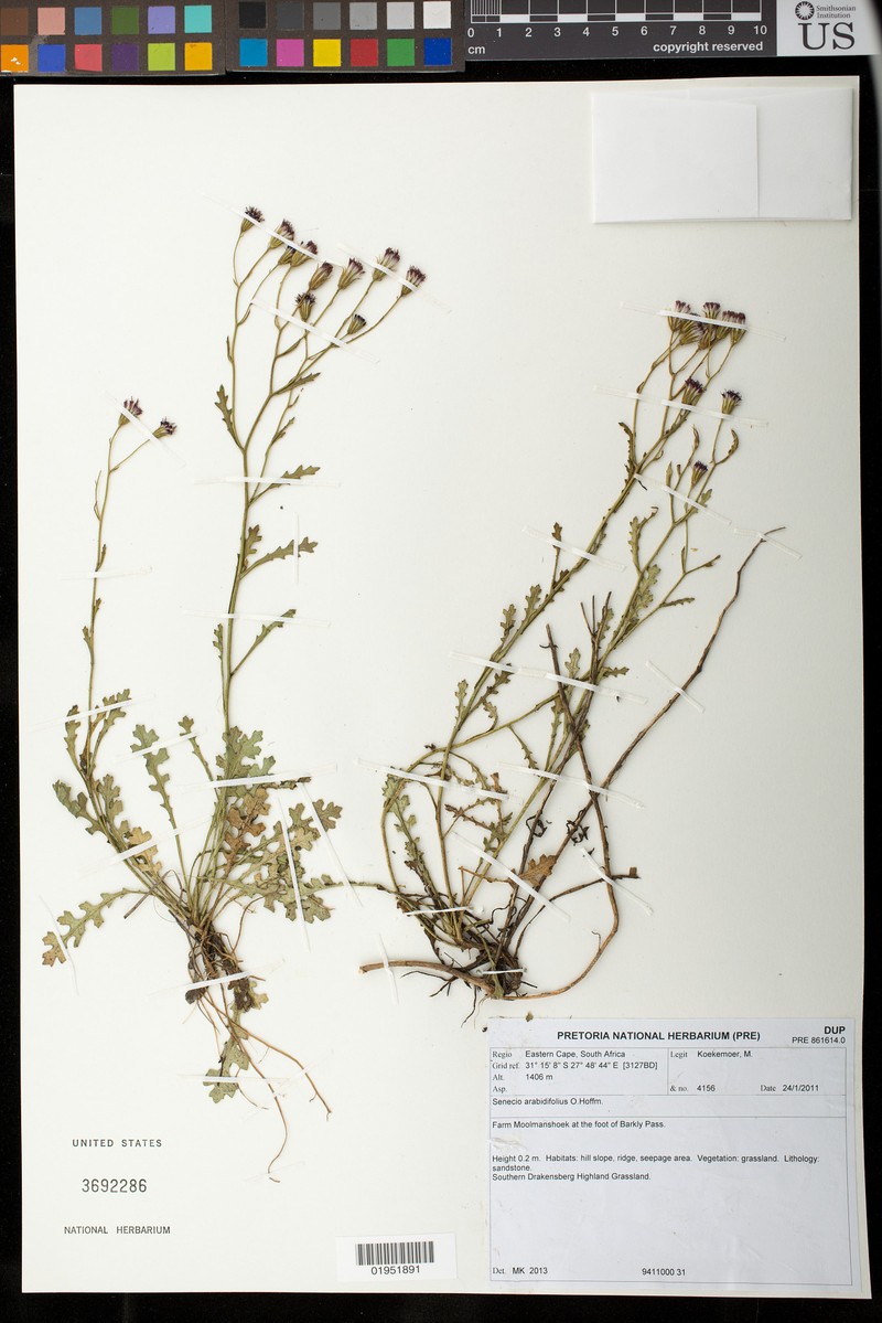 Senecio arabidifolius photo 2