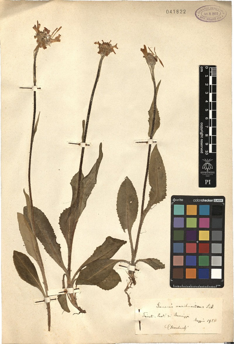Senecio arachnanthus