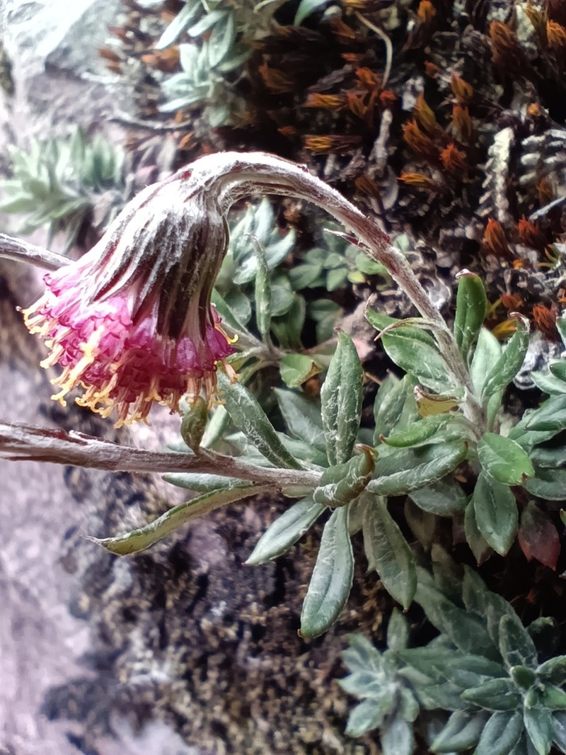 Senecio arachnolomus
