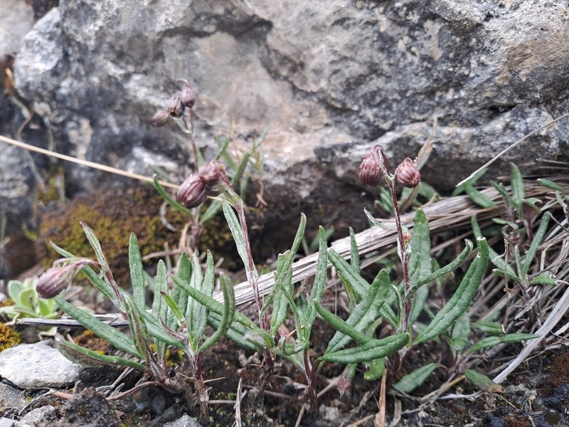 Senecio arachnolomus photo 2