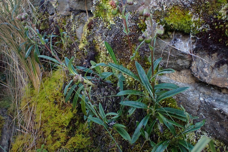 Senecio arachnolomus photo 3