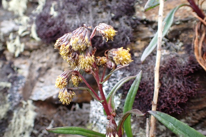 Senecio arachnolomus photo 4