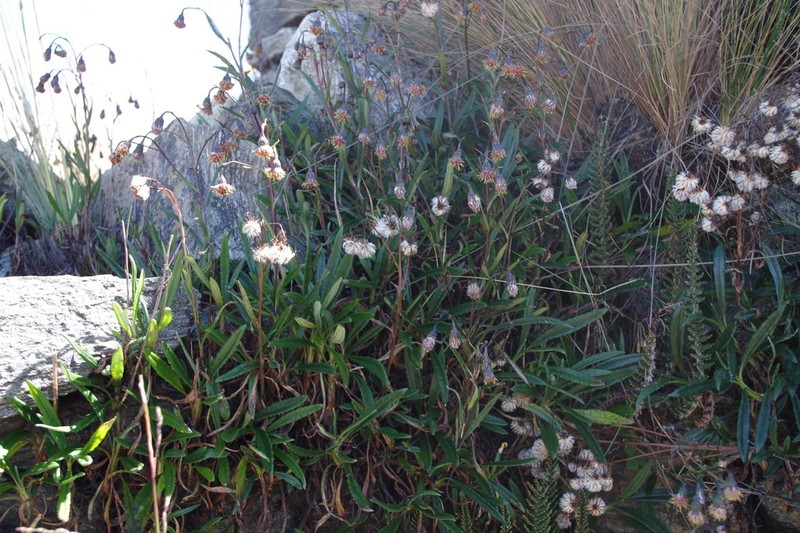 Senecio arachnolomus photo 7