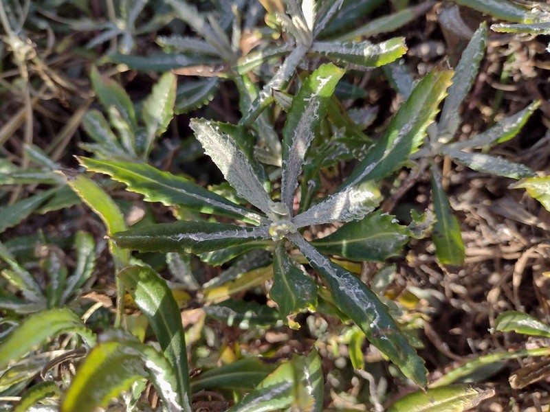 Senecio arechavaletae
