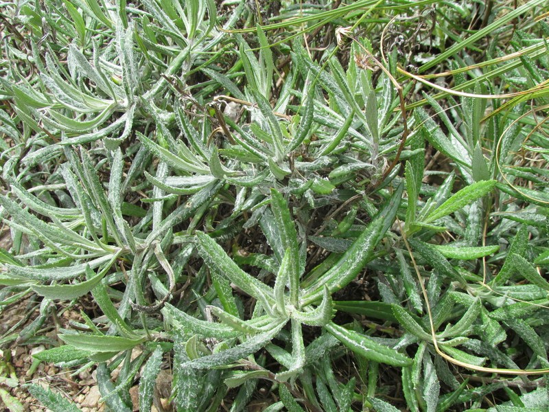 Senecio arechavaletae photo 2