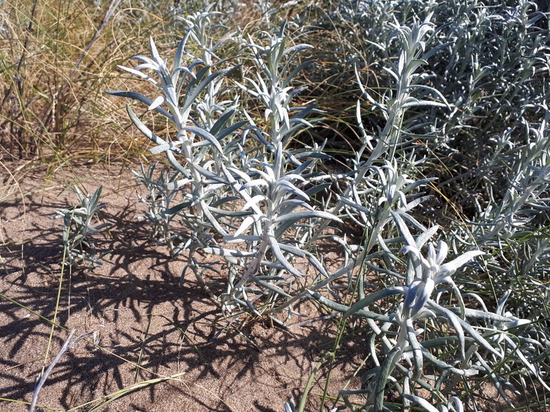 Senecio arechavaletae photo 3