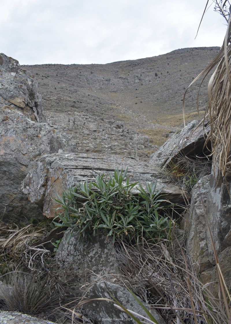 Senecio arechavaletae photo 4