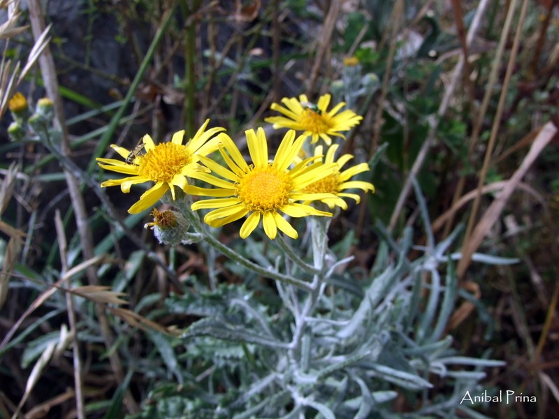 Senecio arechavaletae photo 5
