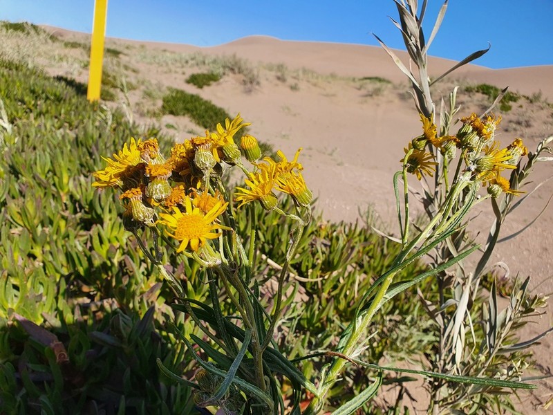 Senecio arechavaletae photo 6