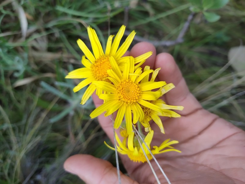 Senecio arechavaletae photo 7