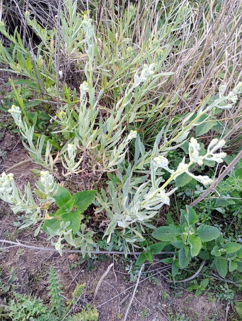 Senecio arechavaletae photo 8