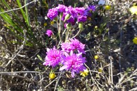 Senecio arenarius