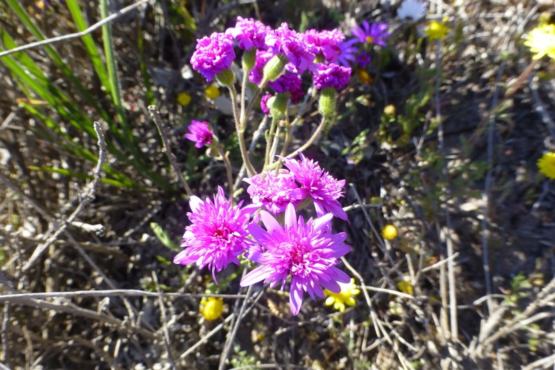 Senecio arenarius