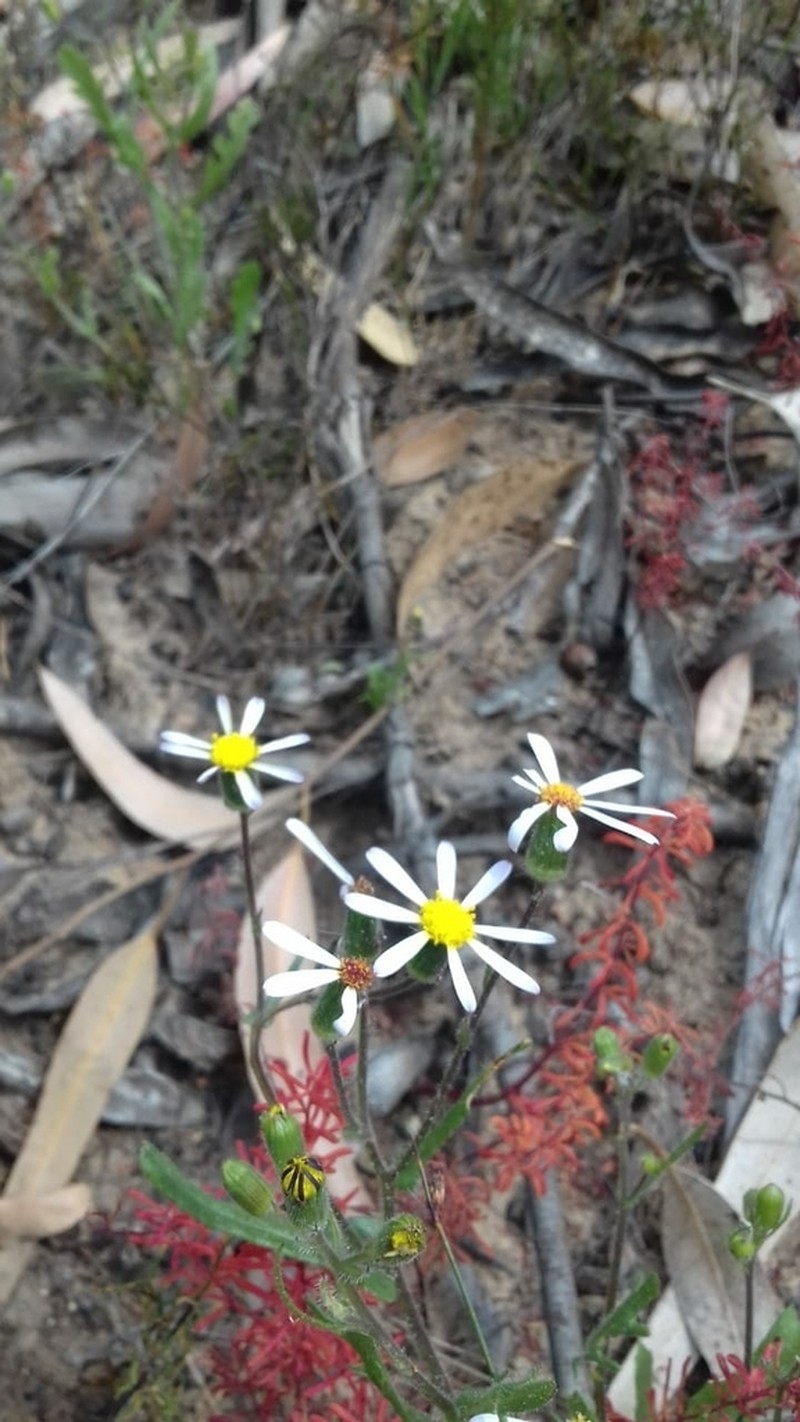 Senecio arenarius photo 3