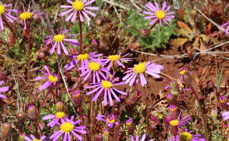 Senecio arenarius photo 4