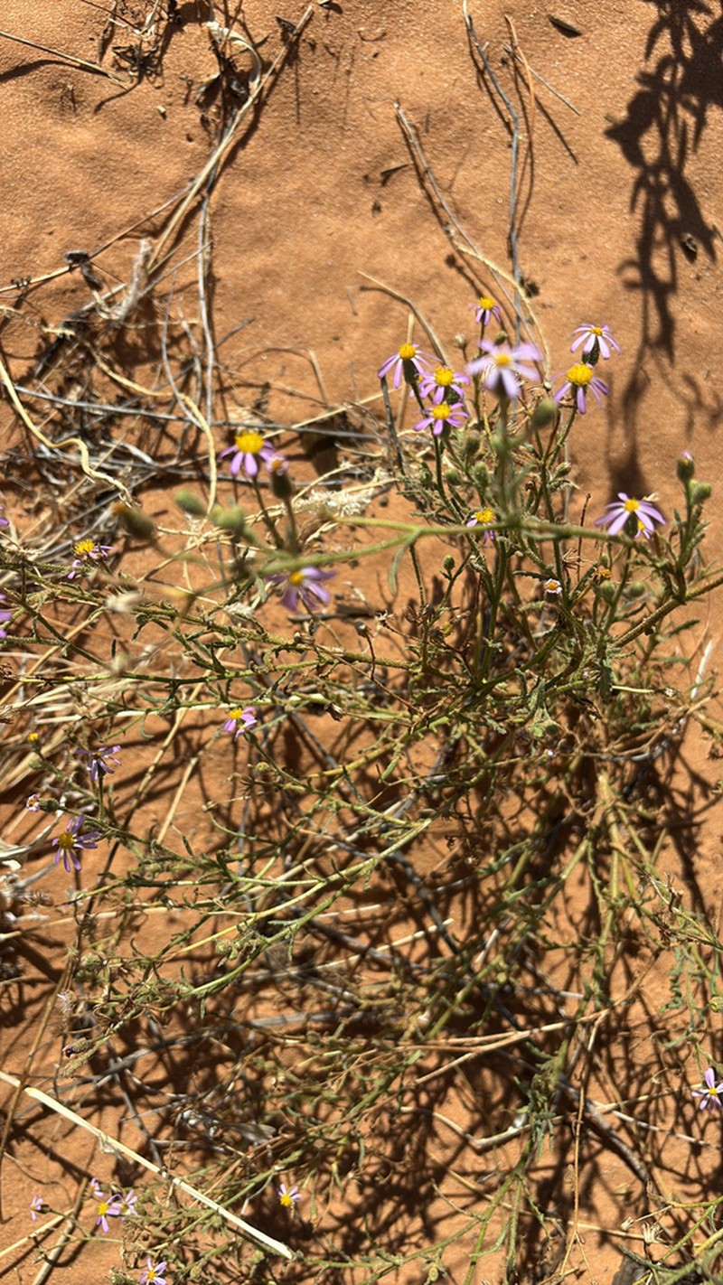 Senecio arenarius photo 5