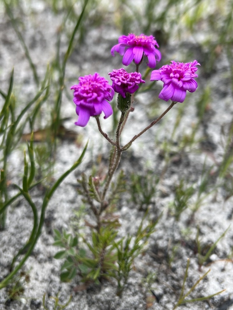 Senecio arenarius photo 6