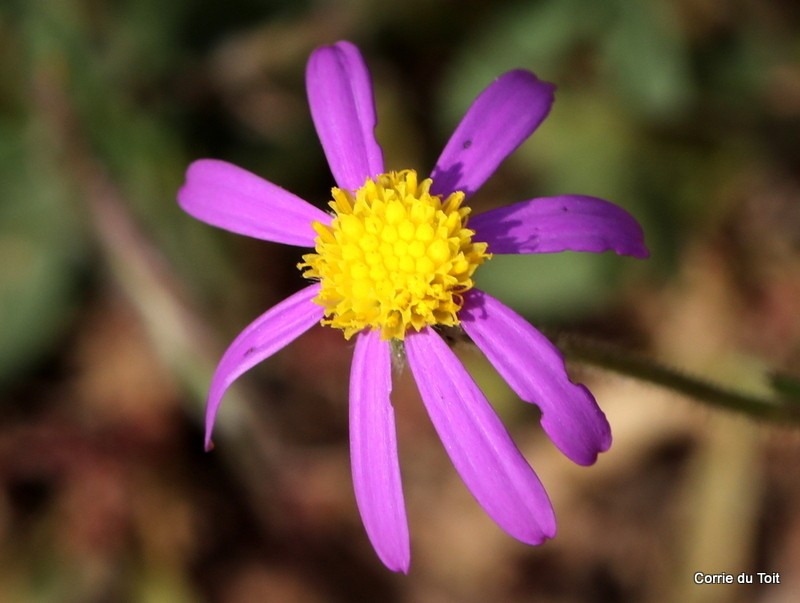 Senecio arenarius photo 7