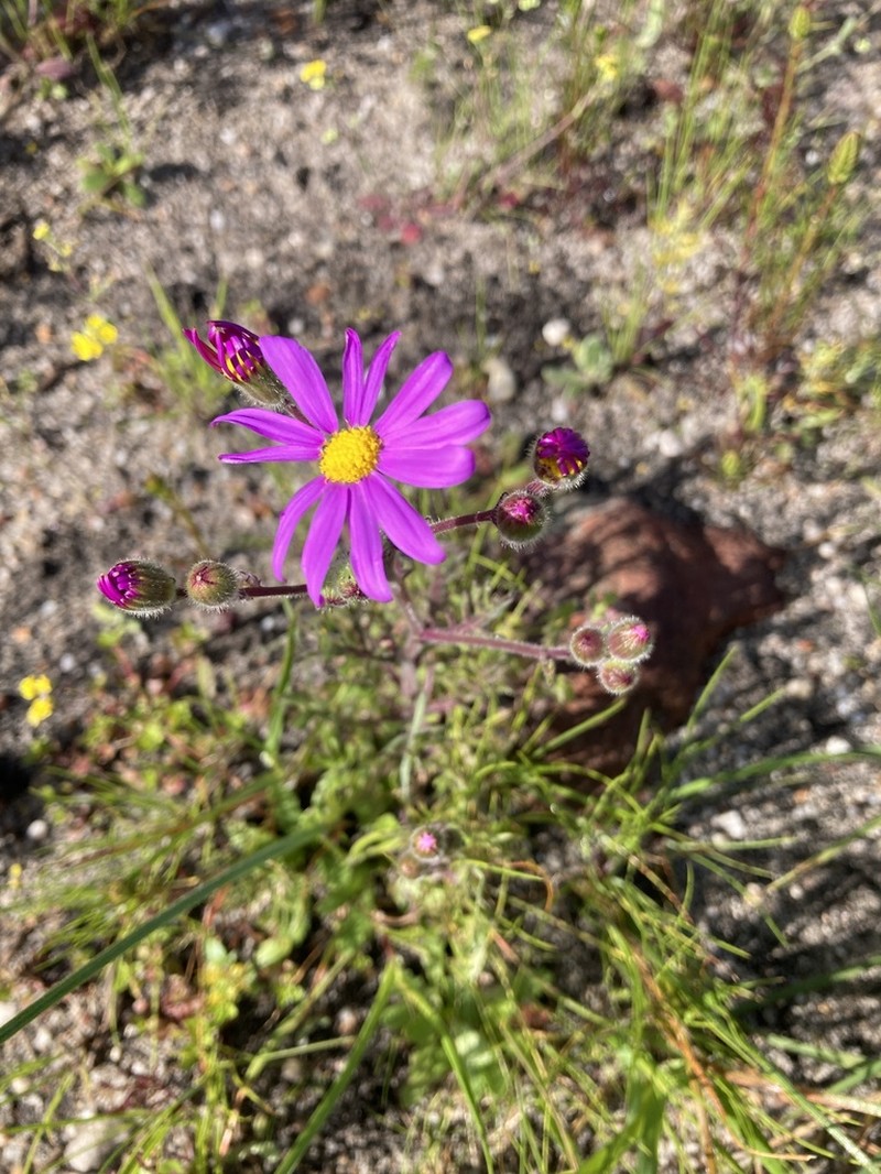 Senecio arenarius photo 8