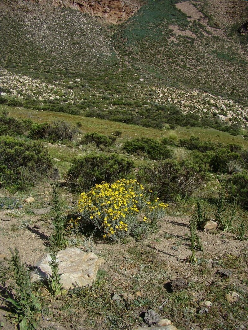Senecio argophylloides