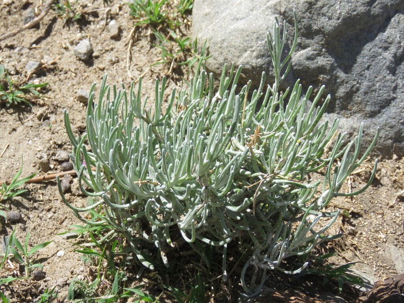 Senecio argophylloides photo 2