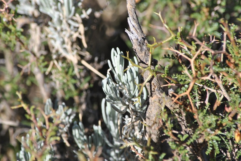 Senecio argophylloides photo 3