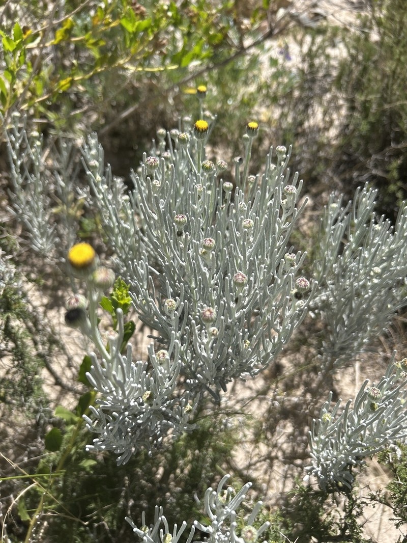 Senecio argophylloides photo 4