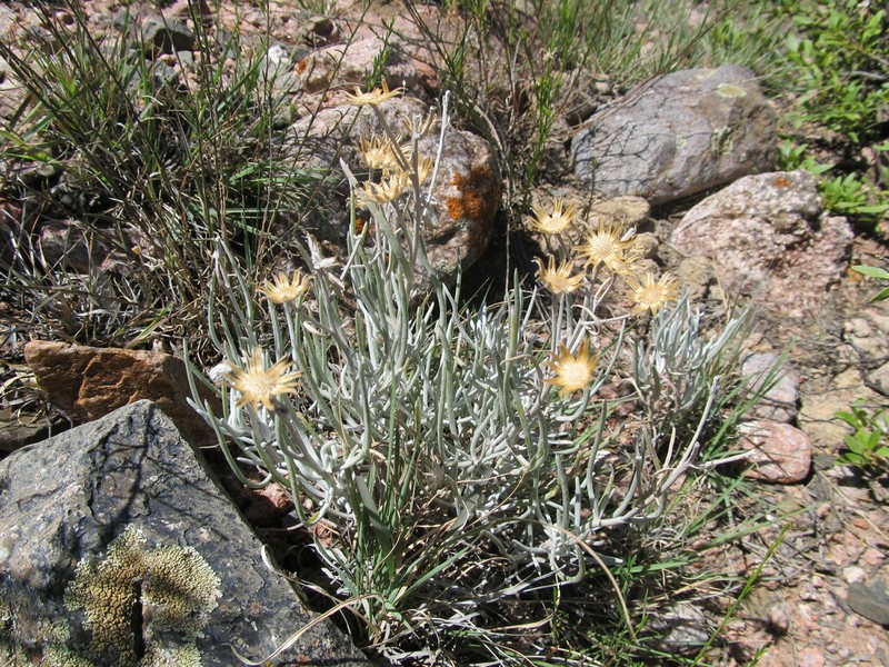 Senecio argophylloides photo 5