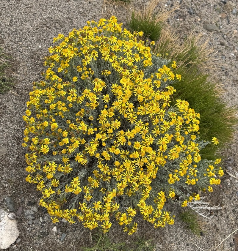 Senecio argophylloides photo 6