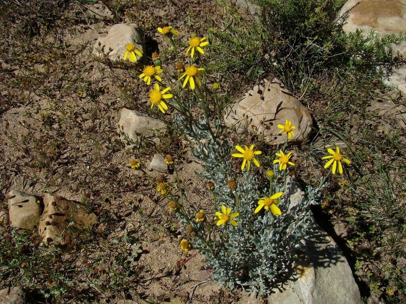 Senecio argophylloides photo 7