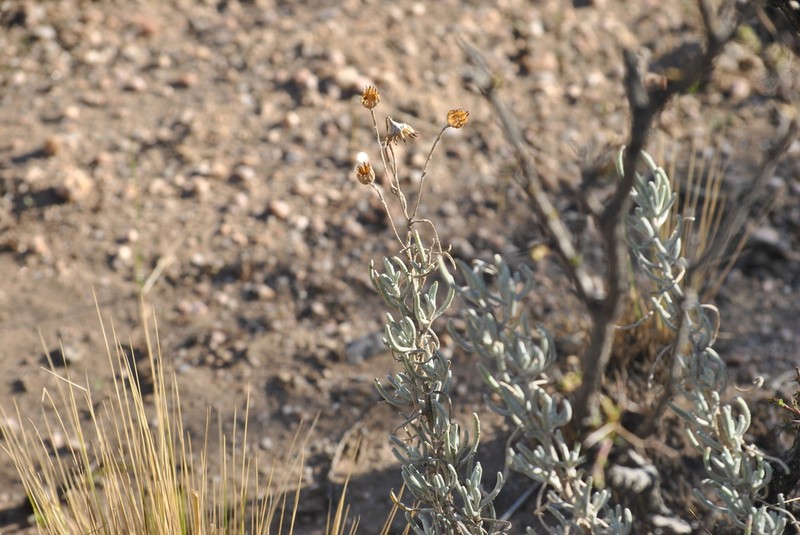 Senecio argophylloides photo 8