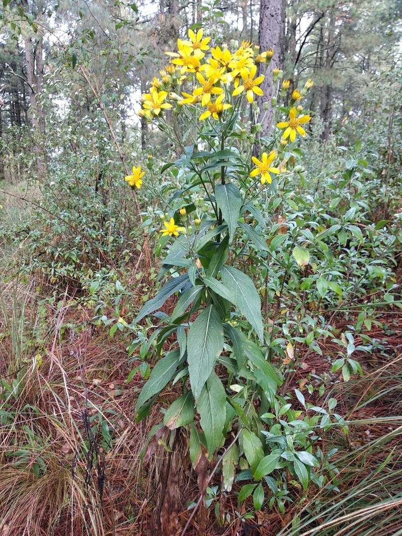 Senecio argutus