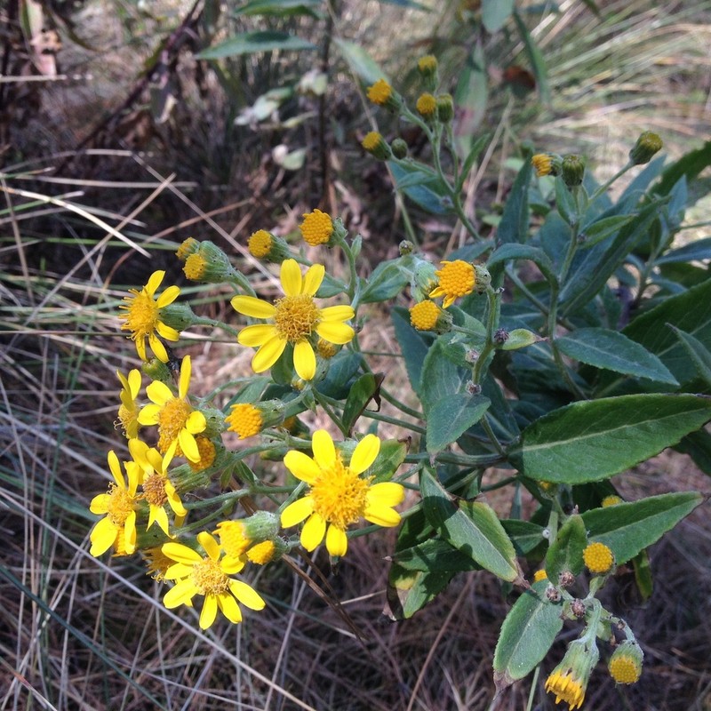 Senecio argutus photo 2