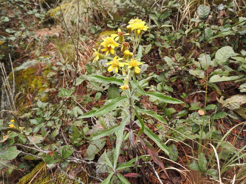 Senecio argutus photo 3