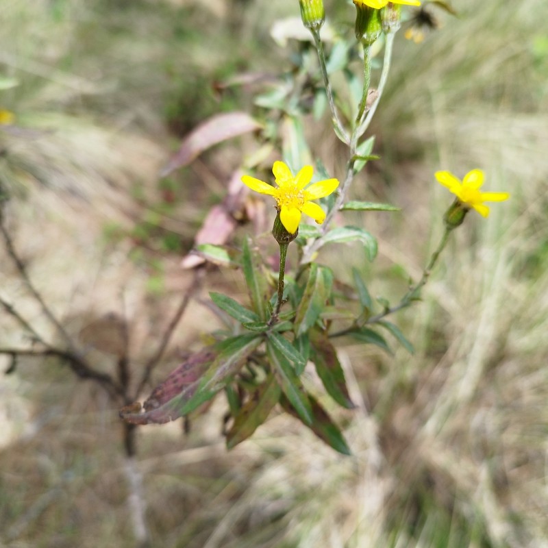 Senecio argutus photo 4