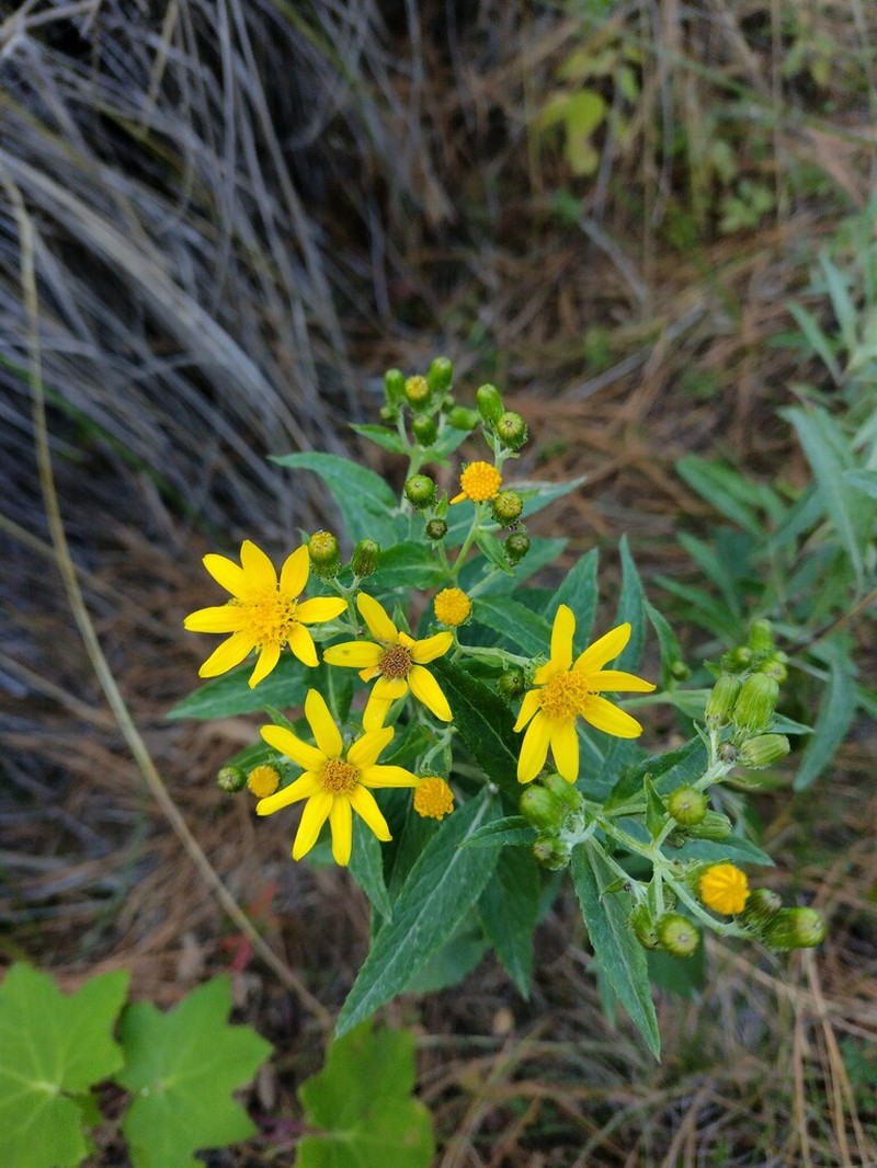 Senecio argutus photo 5