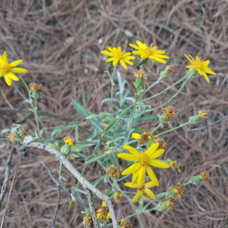 Senecio argutus photo 6