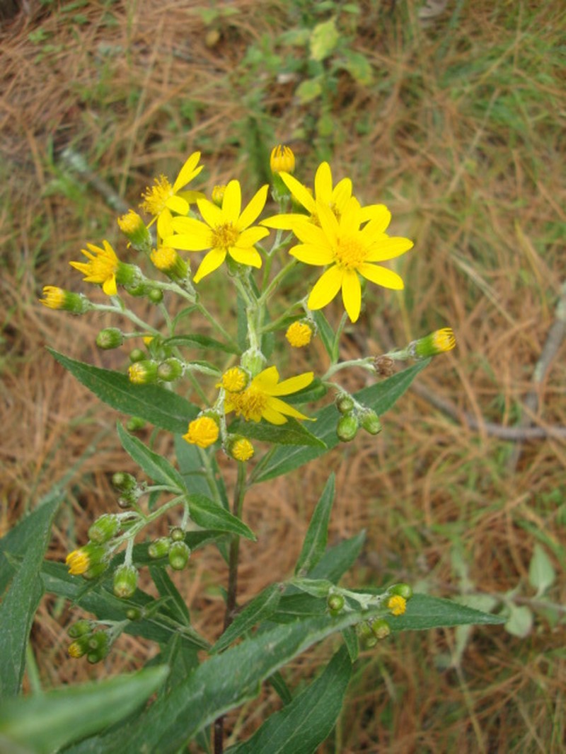 Senecio argutus photo 7